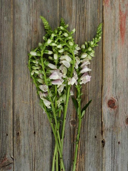 FOX GLOVE PINK NOVELTY